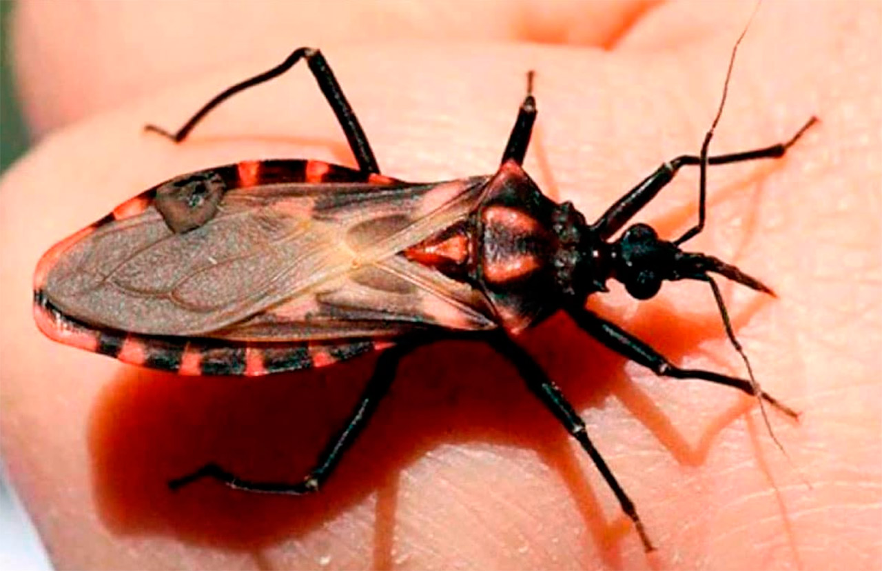Chagas. Foto Internet
